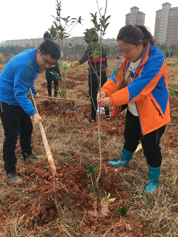 沃格光电开展“种下一棵桂花树，飘香整个沃格园”植树活动